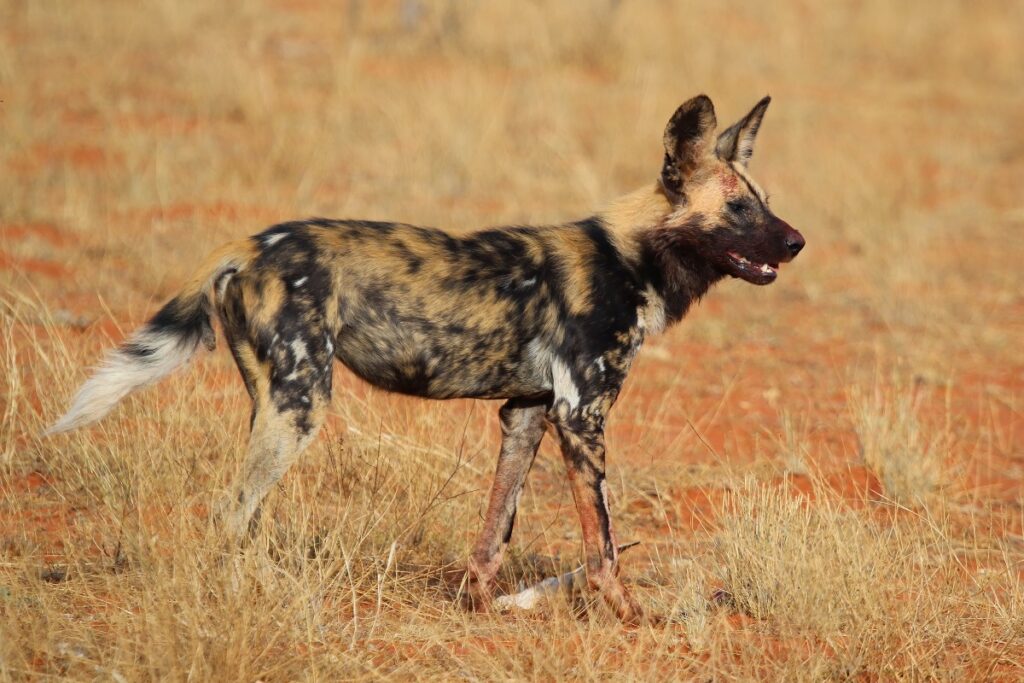 Wild Dog