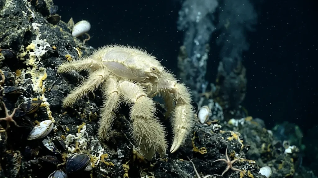 Yeti Crab