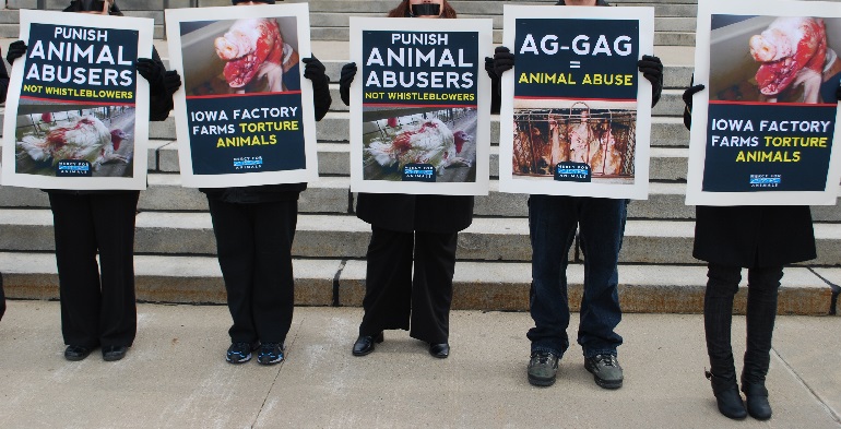 Fighting For The Voiceless -The Best Animal Rights Groups