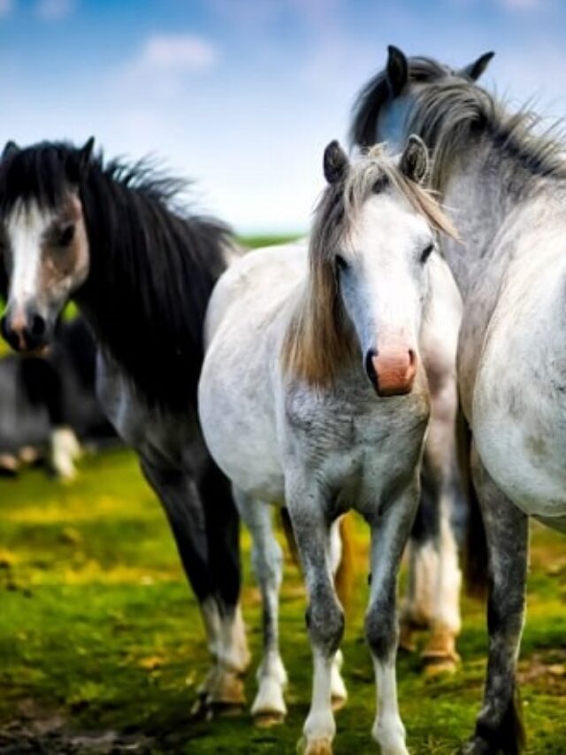 Global Horse Population Facts And Figures WAF