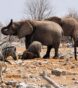 african animals-featured