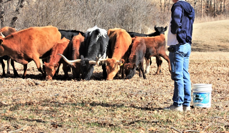 how many people die from cows