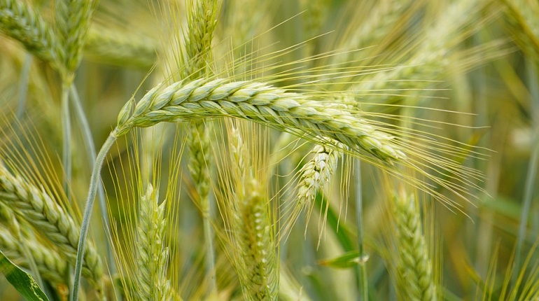 wheat imports by country
