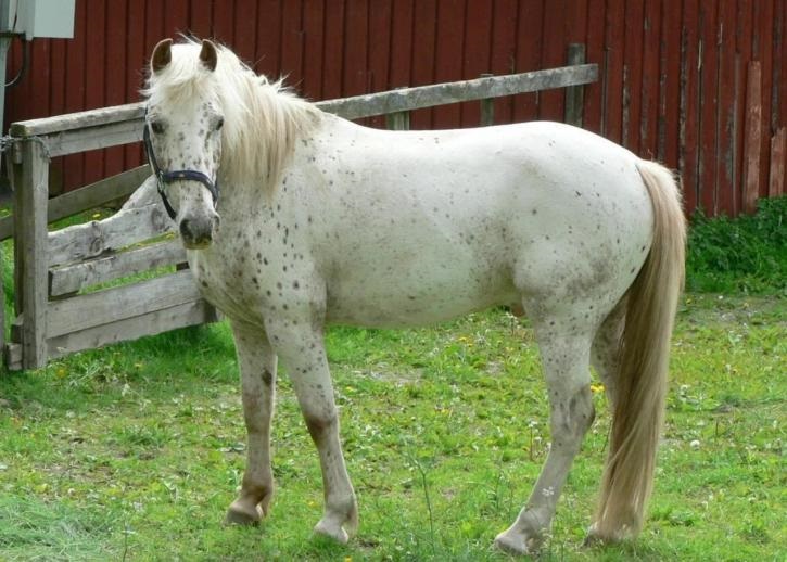 A Guide To Appaloosa Horse  Horsy Land - All about horses