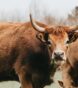 how many people are killed by cows each year-