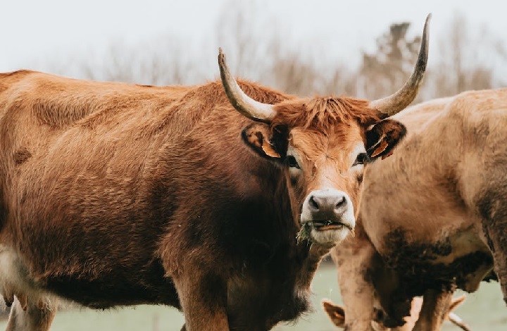 How Many Ribs Does A Cow Have