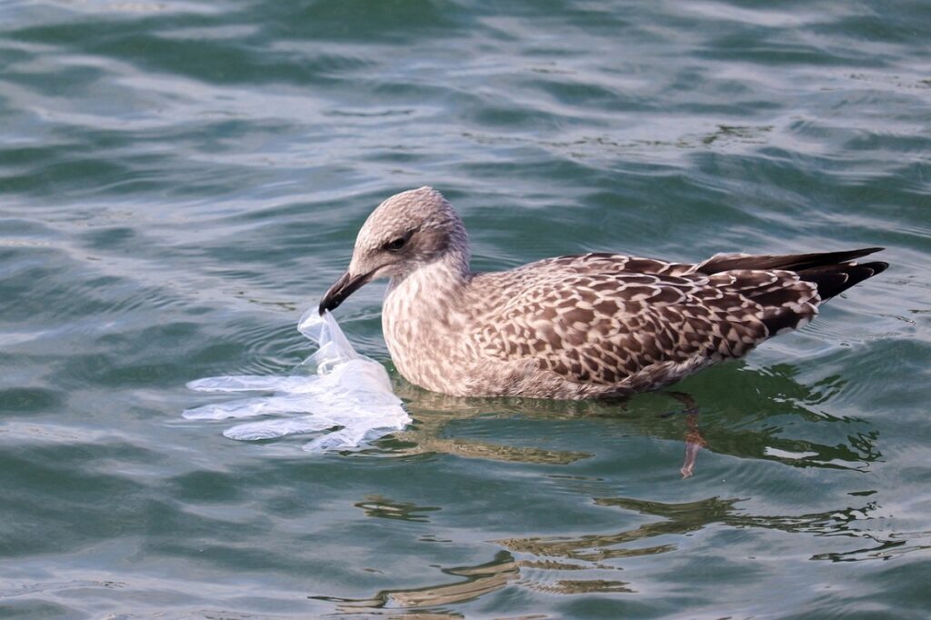 duck trying to eat plastic