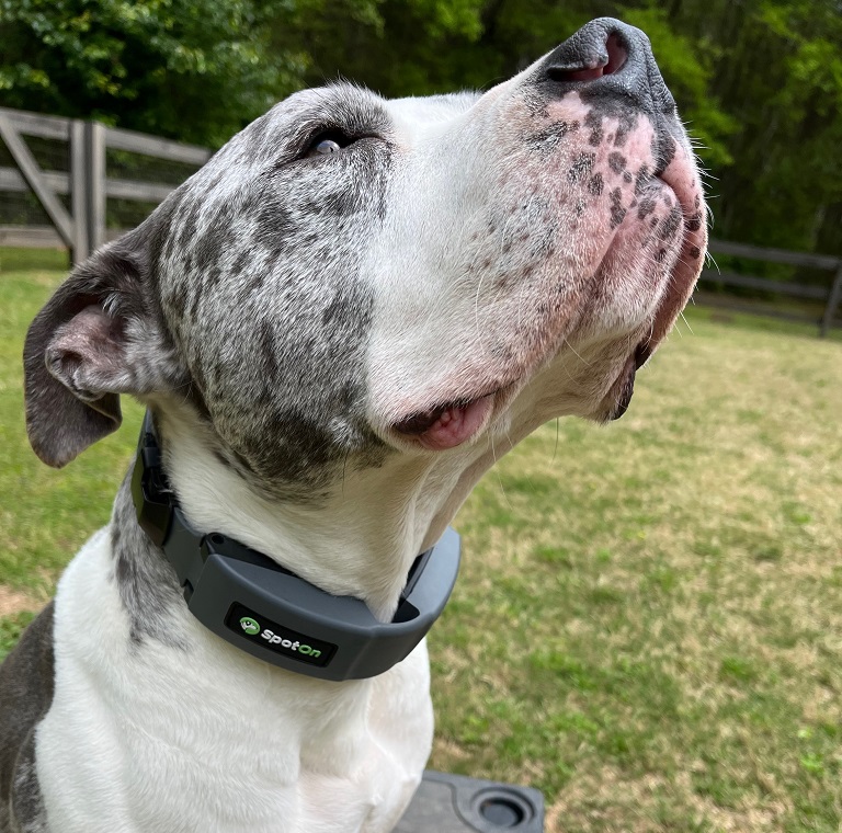 7 Best Smart Dog Collars Remarkably Latest Tech