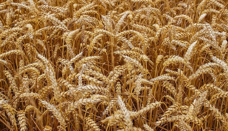 largest exporter of wheat in the world 2022
