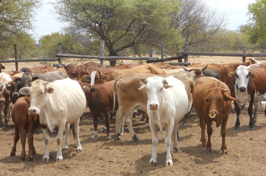 which state produces the most grain fed beef