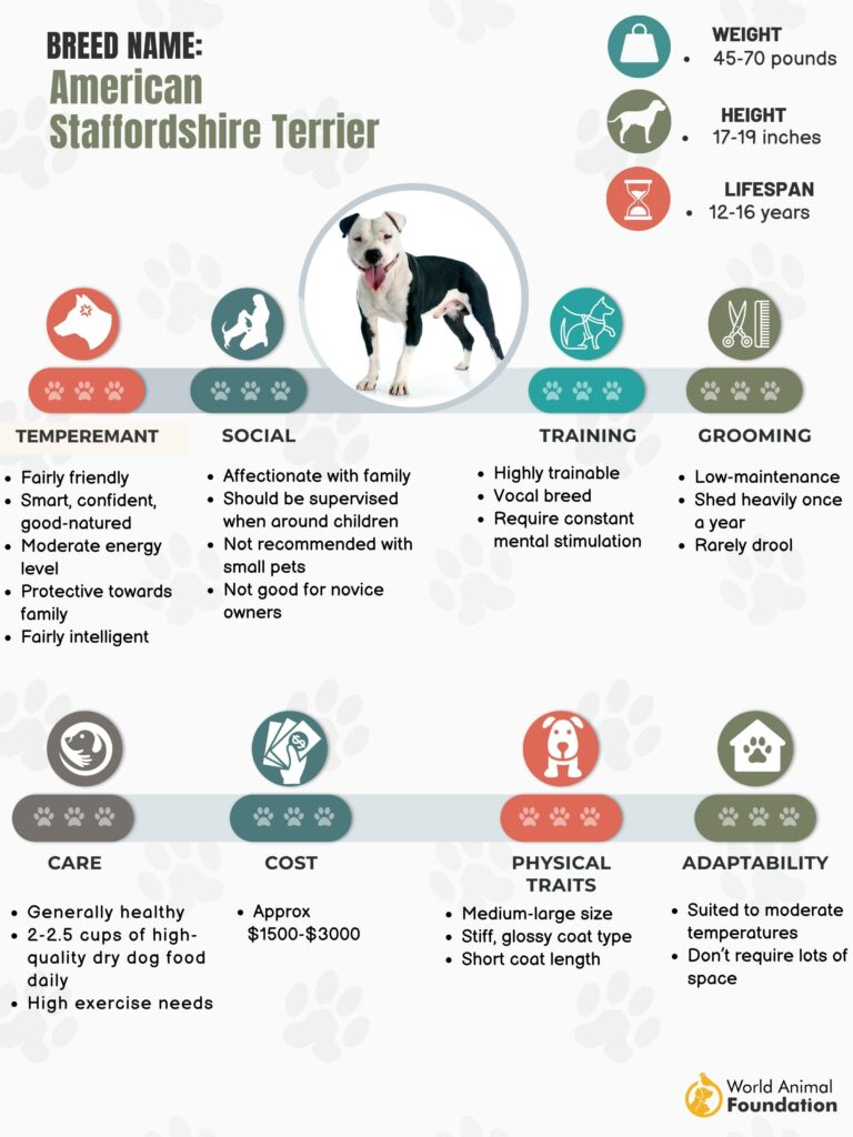Weight of american staffordshire hot sale terrier