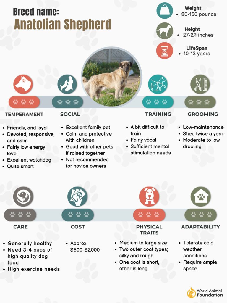 Anatolian Shepherd - Facts, Health And Care | WAF