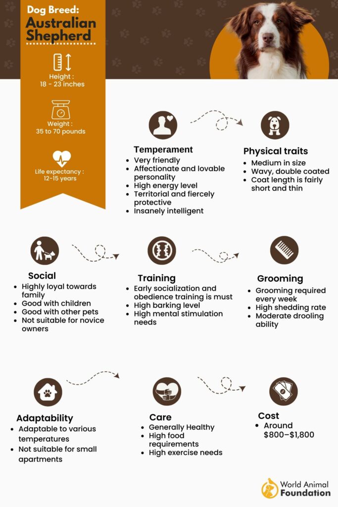 Australian Shepherd, Dog, Description, Summary, Temperament, & Facts