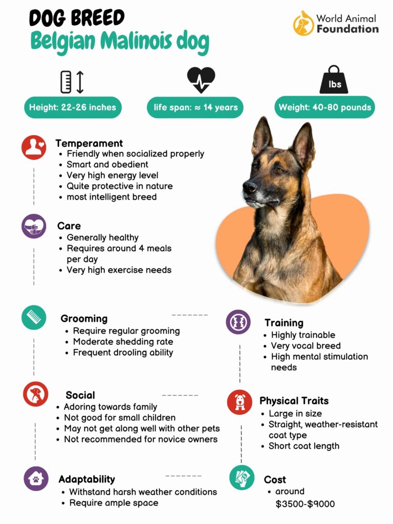 Belgian Shepherd Malinois Dog Breed