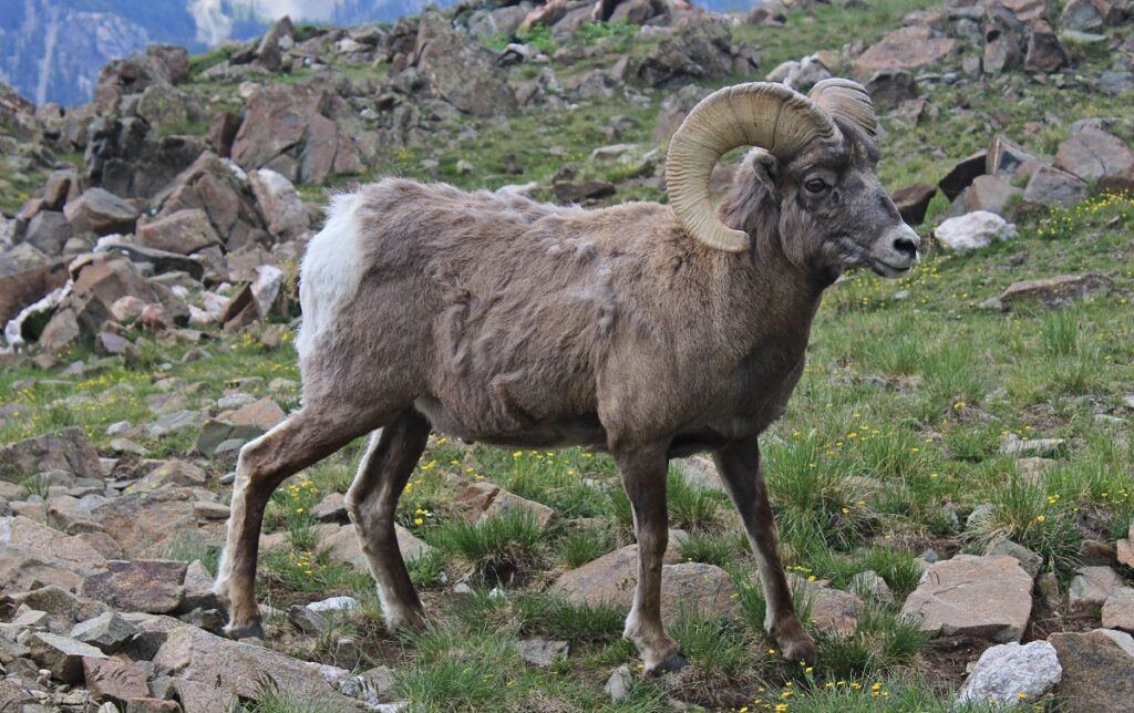 animals in colorado