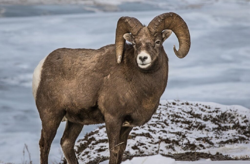 animals in colorado