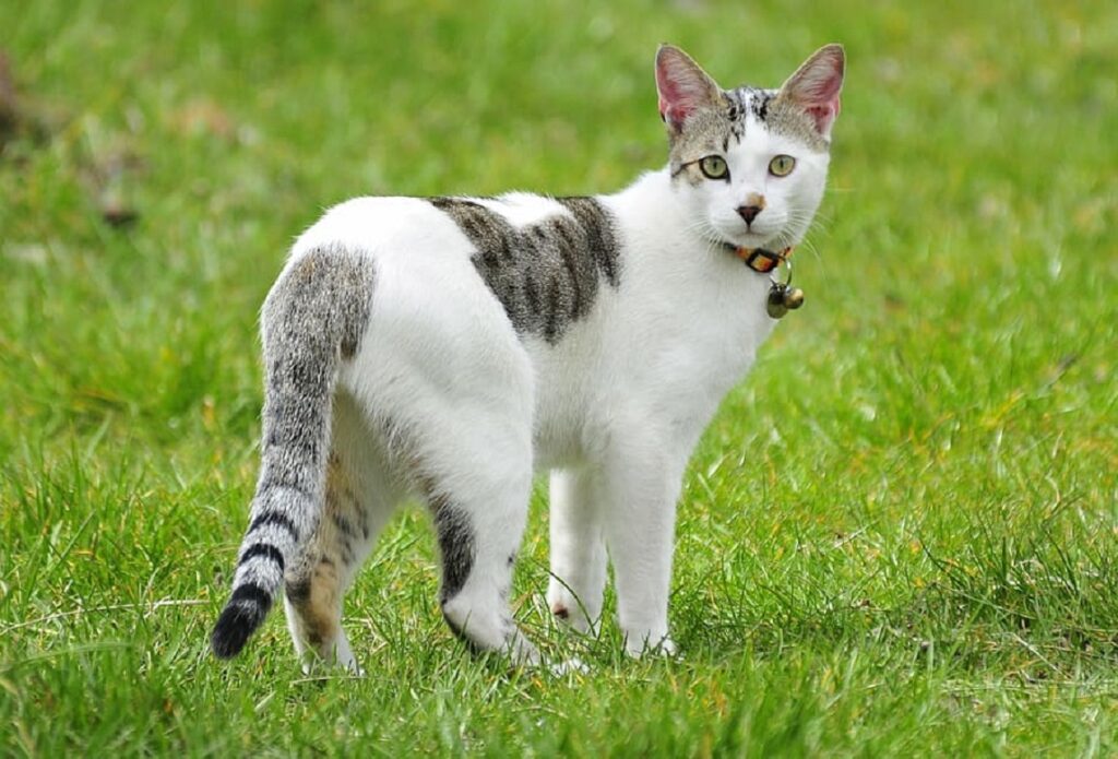 cat wearing a bell