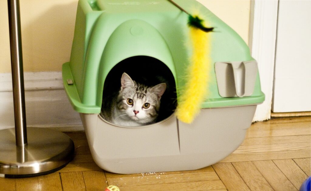 cat in a cat-house