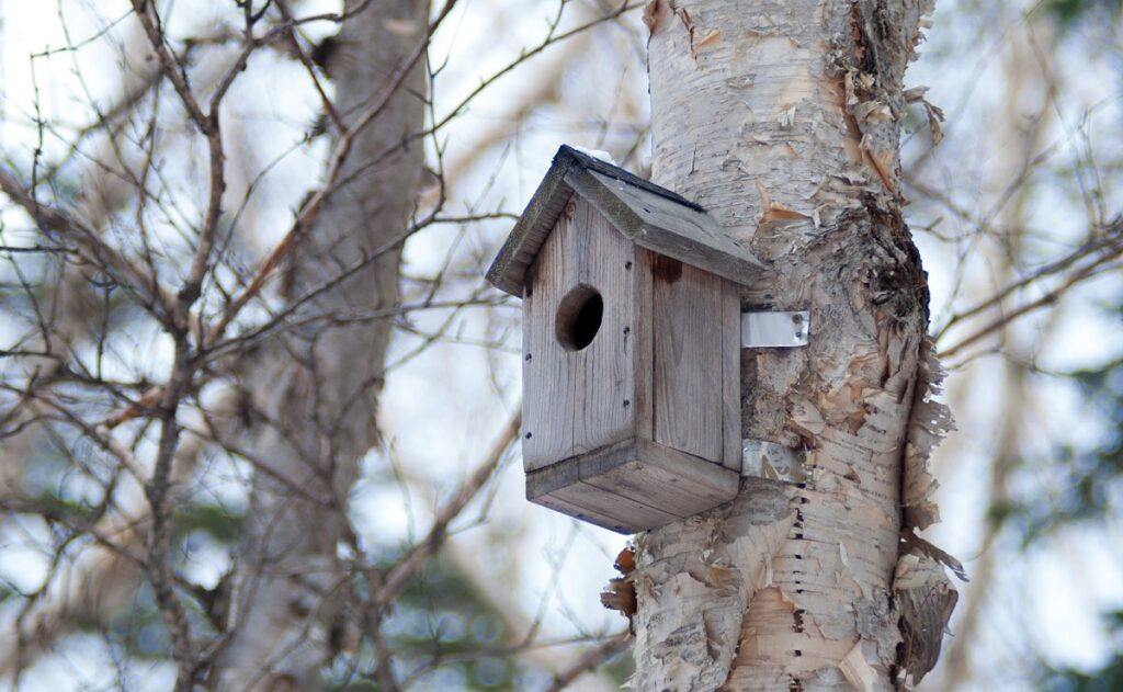 how to stop cats killing birds