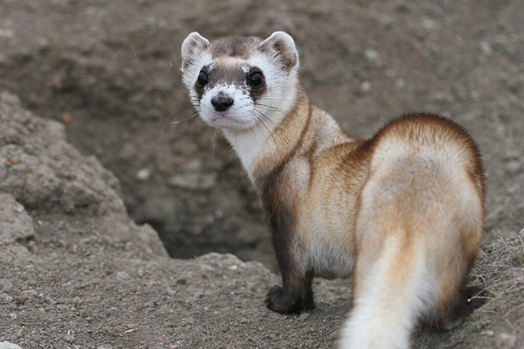 dangerous animals in alaska