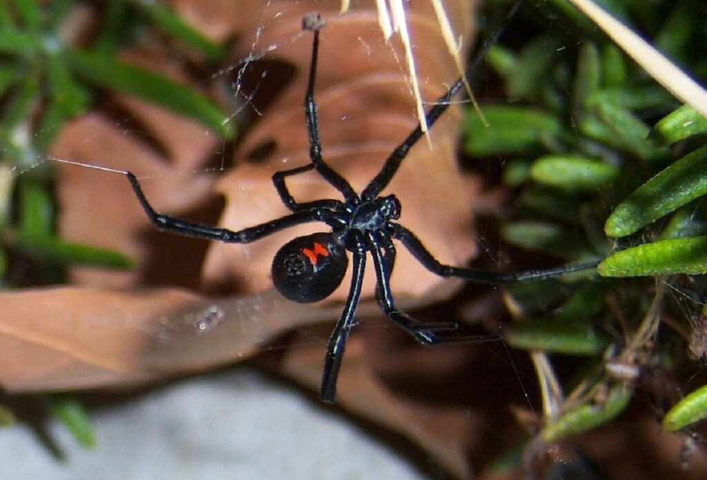 Black-widow