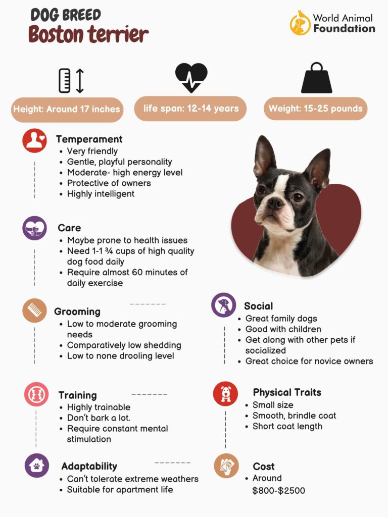 terrier dog breed chart