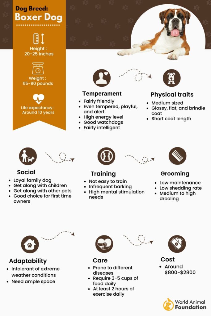 Boxer Dog Temperament & Personality