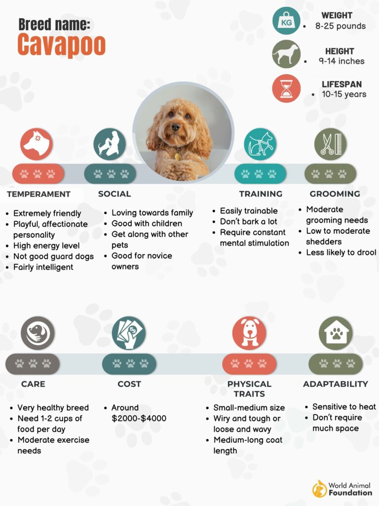 Cavapoo puppy shop food amount