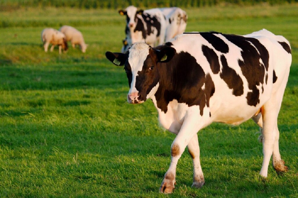 Cow