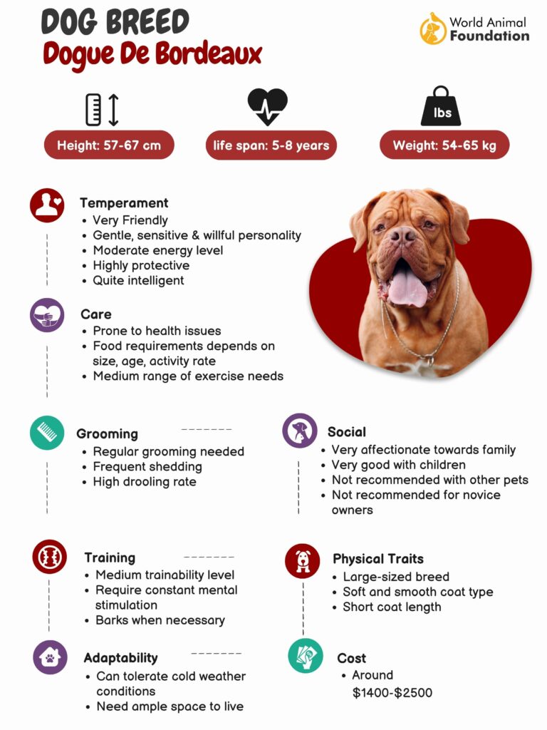 Huge dogue de sales bordeaux