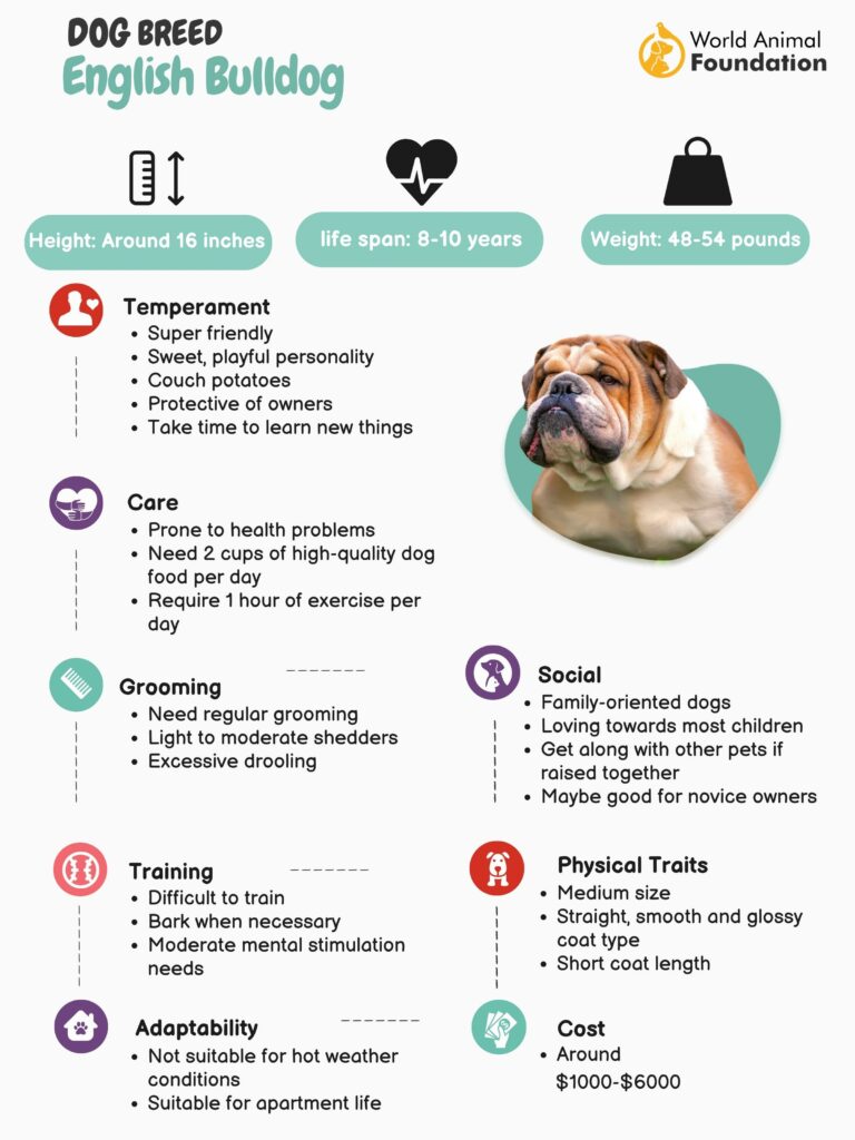 English bulldog skin store care