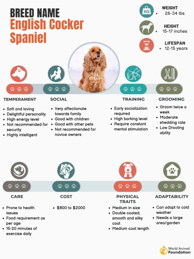 English Cocker Spaniel - Facts and Breed Information