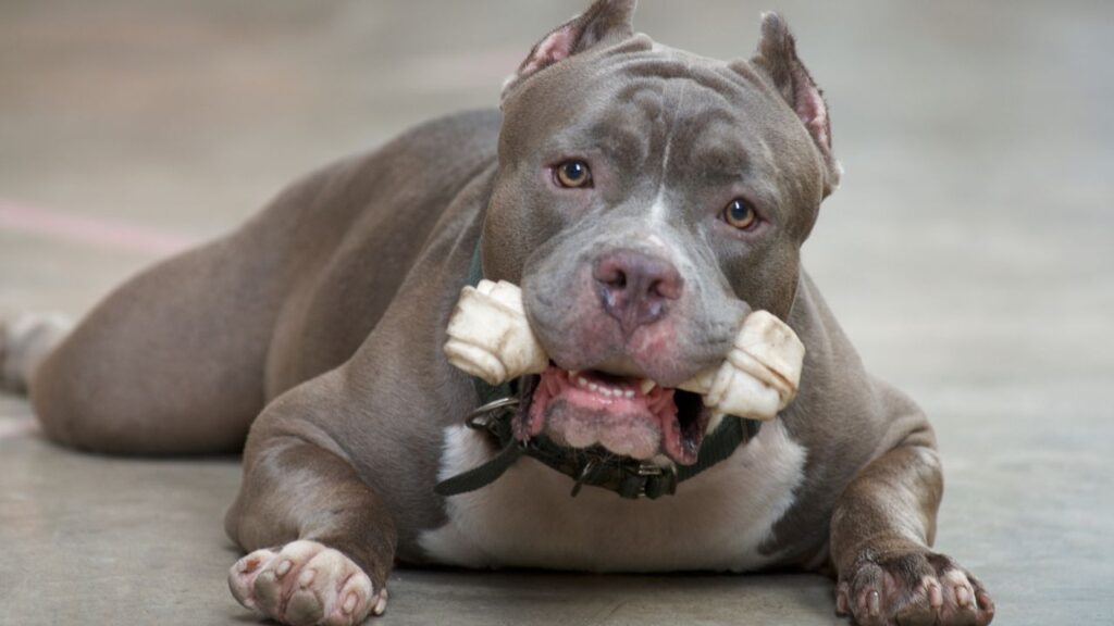 False Stigma Associated With Pitbulls