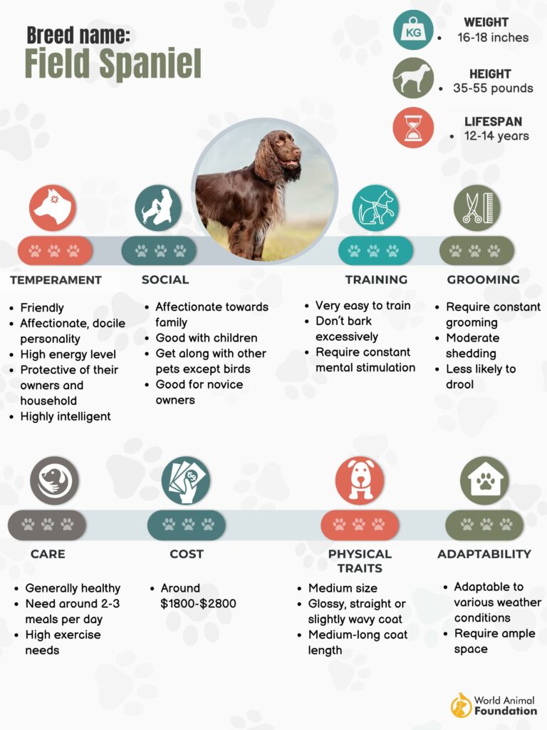 Field Spaniel