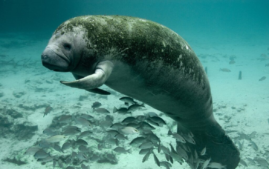 Florida Manatee