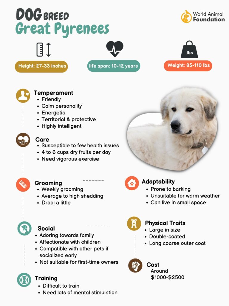 Great pyrenees clearance dog size