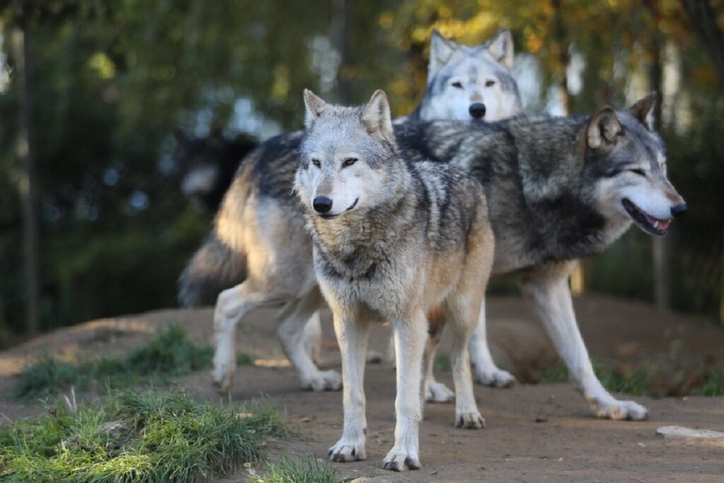 animals of iowa