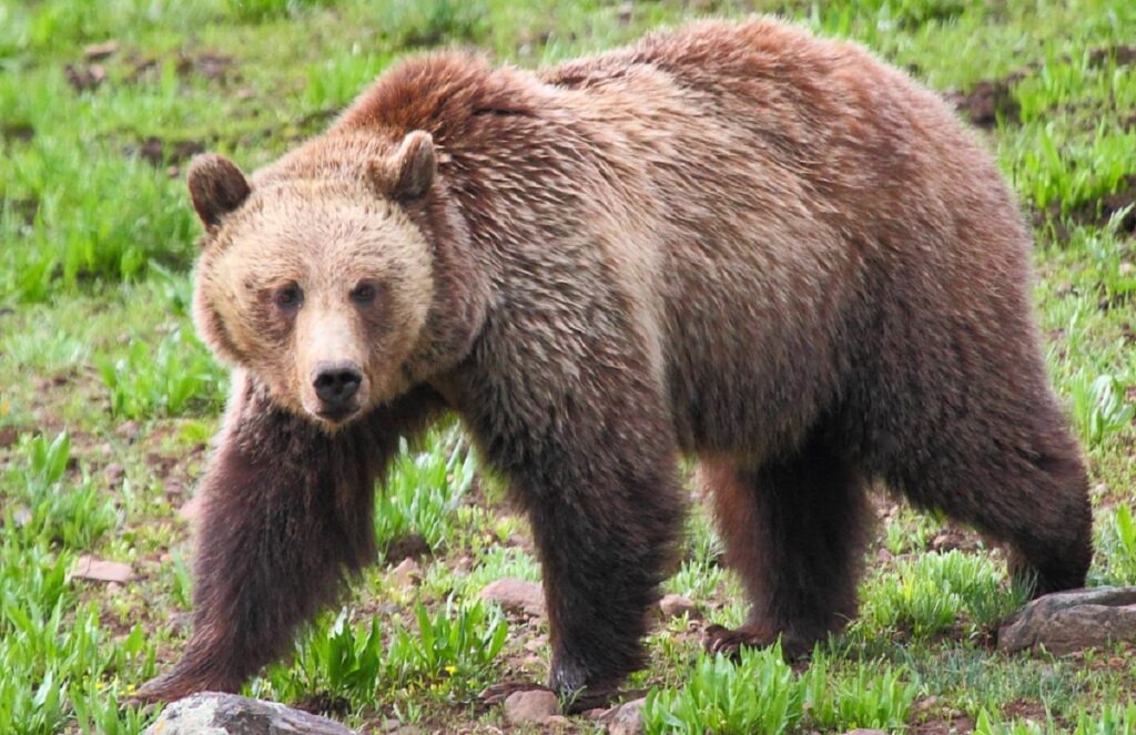 Grizzly Bears