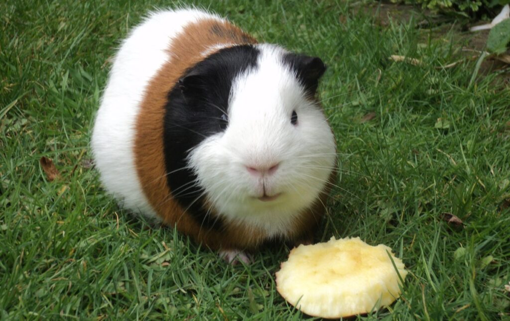 Had about 50 hamsters in my lifetime, and for the first time today, I  decided to get a Guinea Pig! Meet Piglet! : r/guineapigs