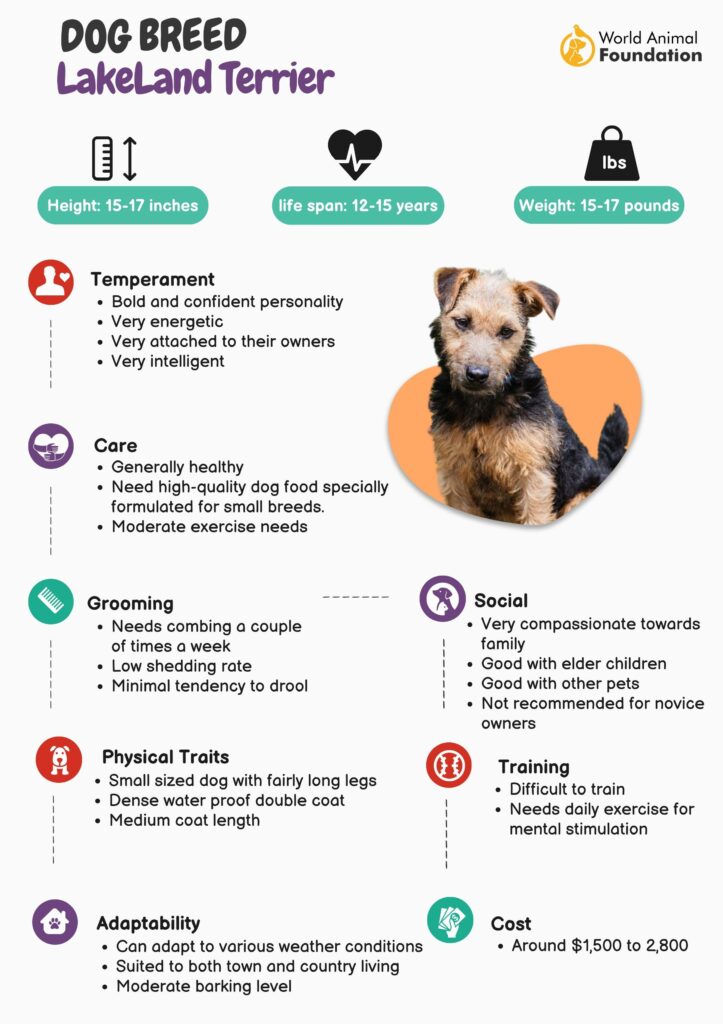 Lakeland store terrier hypoallergenic