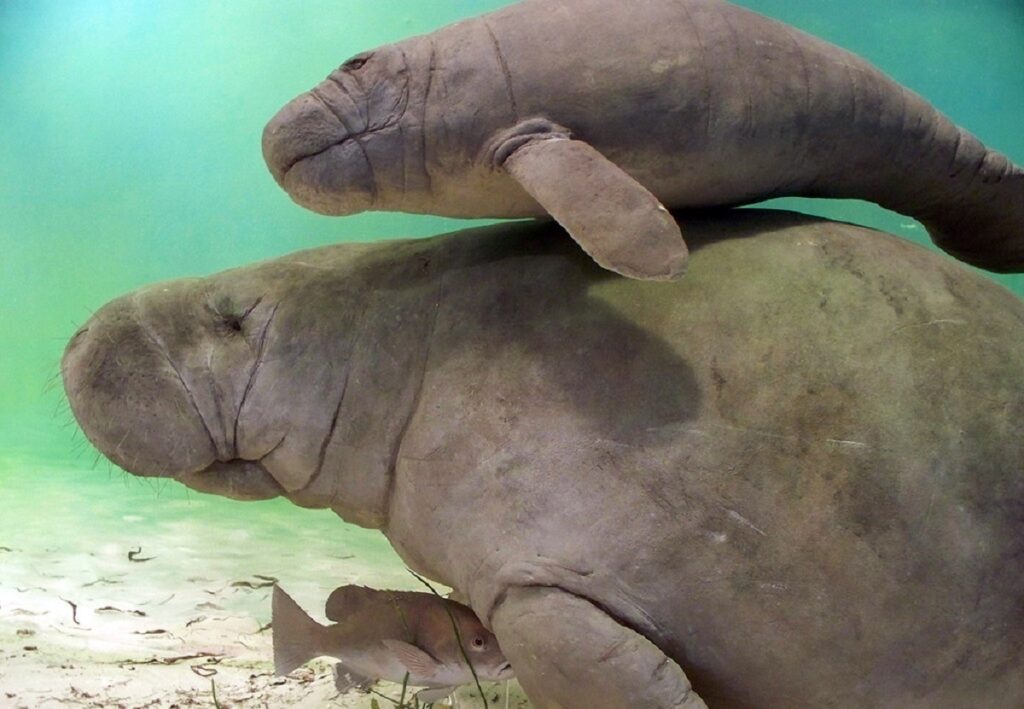 MANATEE