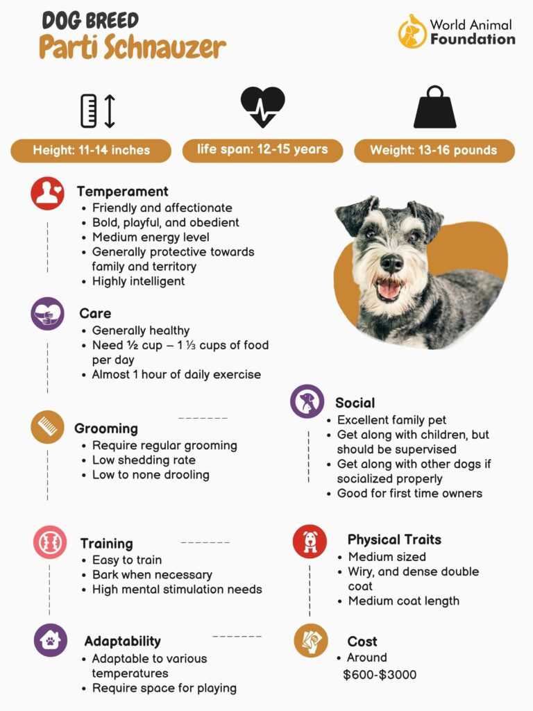 Schnauzers: Miniature Schnauzer, Giant Schnauzer — Facts, Size