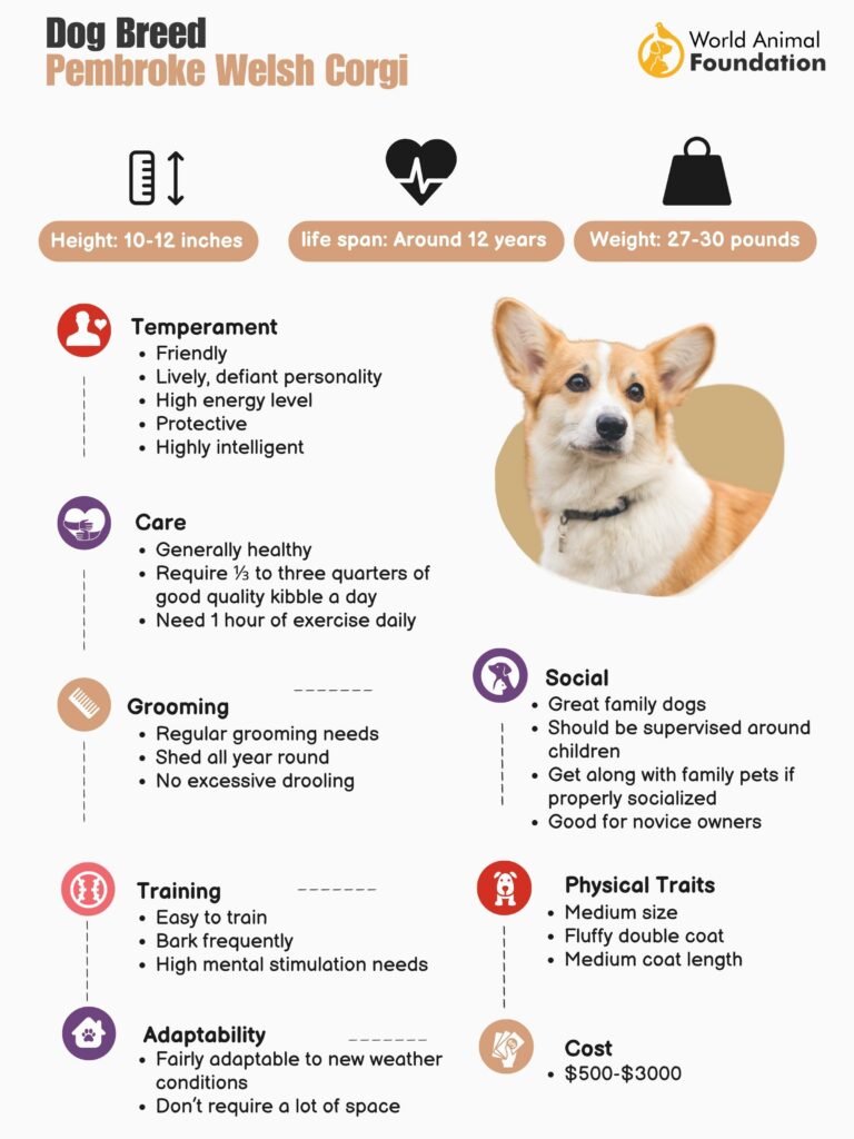 Pembroke Welsh Corgi Breed Information Guide: Photos, Traits, & Care