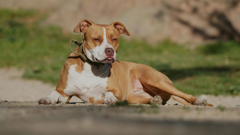 Pitbull History Nanny Dog