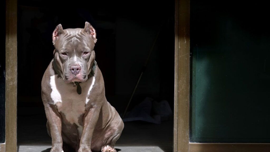 Pitbull, a Dog of Many Trades