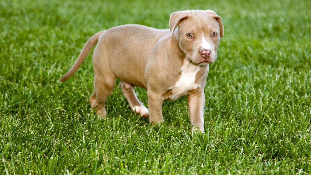 Pitbulls, the Record-Setting Work Dog Breed