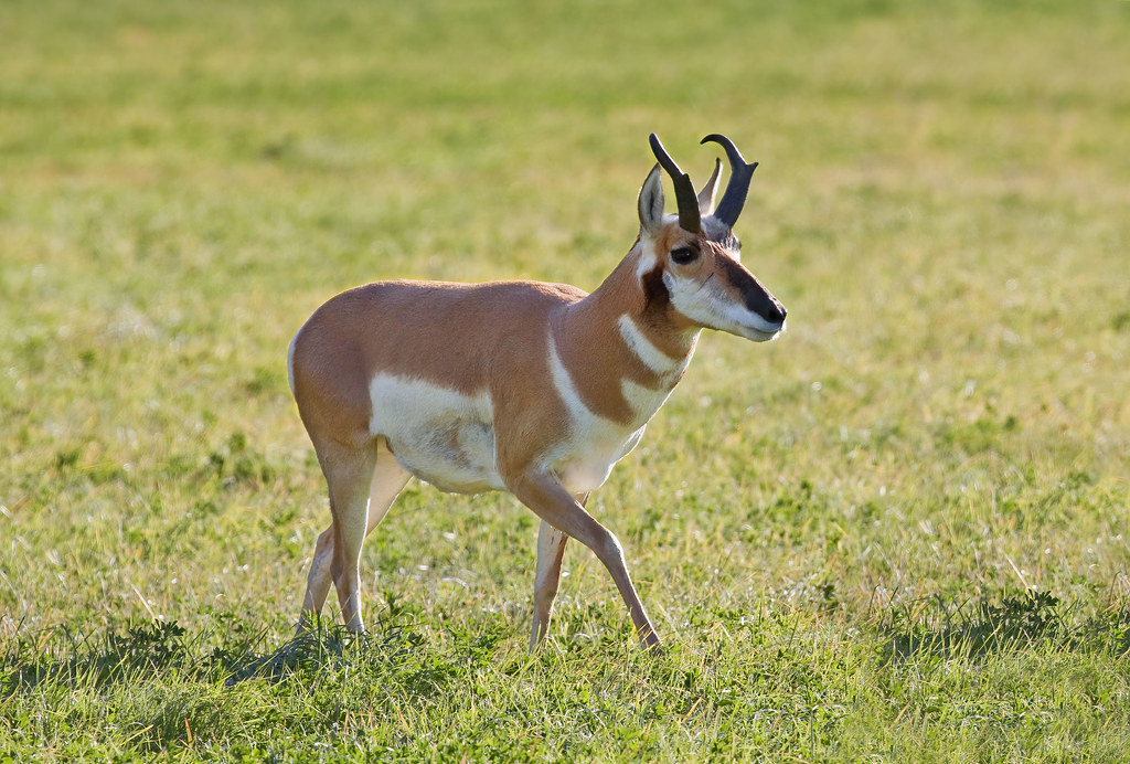 iowa animal