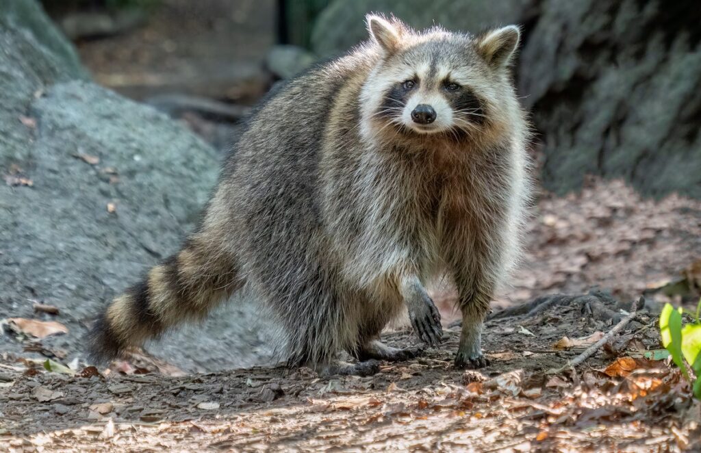 animals in new mexico