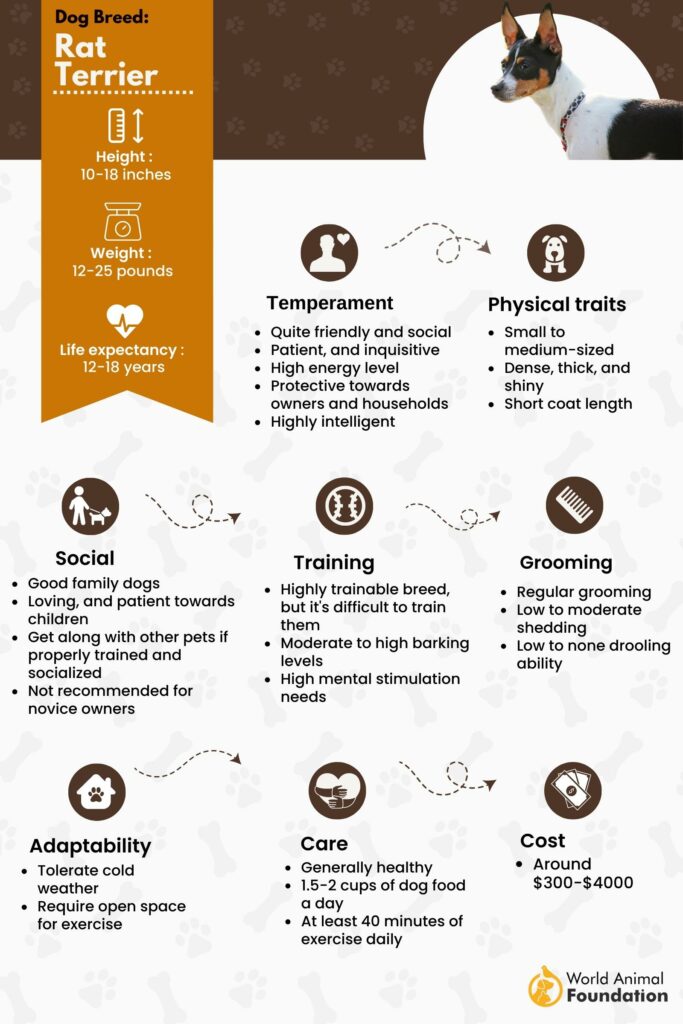 terrier dog breed chart