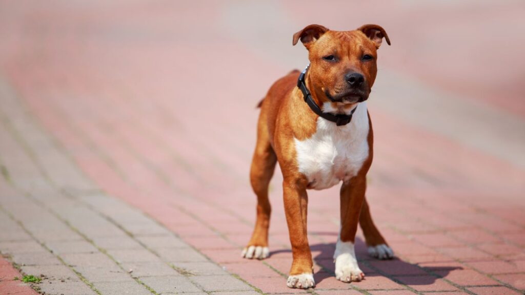 Staffordshire Bull Terrier